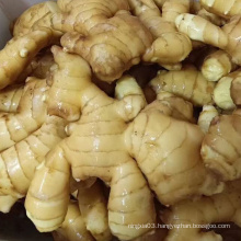 New Crop Fresh Ginger Good Price For Wholesale